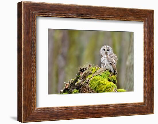 Tawny Owl in the Wood-Stanislav Duben-Framed Photographic Print