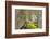 Tawny Owl in the Wood-Stanislav Duben-Framed Photographic Print