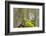 Tawny Owl in the Wood-Stanislav Duben-Framed Photographic Print