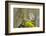 Tawny Owl in the Wood-Stanislav Duben-Framed Photographic Print