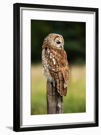 Tawny Owl on Fence Post against a Dark Background of Blurred Trees/Tawny Owl/Tawny Owl-davemhuntphotography-Framed Photographic Print