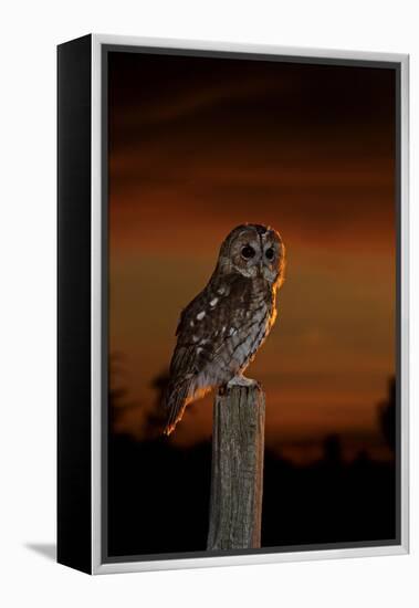 Tawny Owl on Post at Sunset-null-Framed Premier Image Canvas