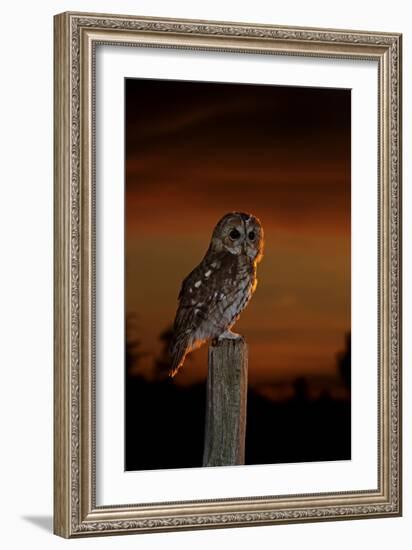 Tawny Owl on Post at Sunset-null-Framed Photographic Print