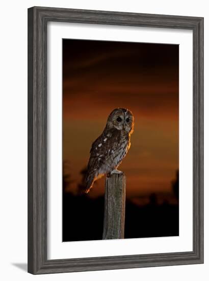 Tawny Owl on Post at Sunset-null-Framed Photographic Print