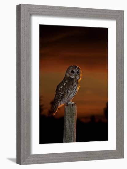 Tawny Owl on Post at Sunset-null-Framed Photographic Print