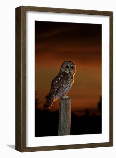 Tawny Owl on Post at Sunset-null-Framed Photographic Print