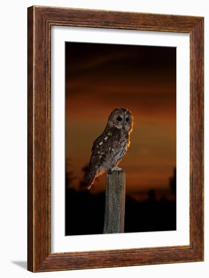 Tawny Owl on Post at Sunset-null-Framed Photographic Print