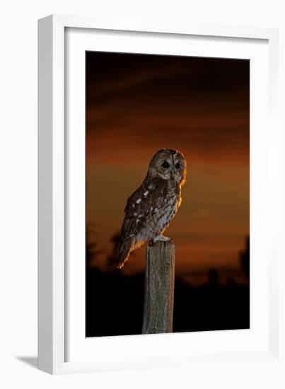 Tawny Owl on Post at Sunset-null-Framed Photographic Print