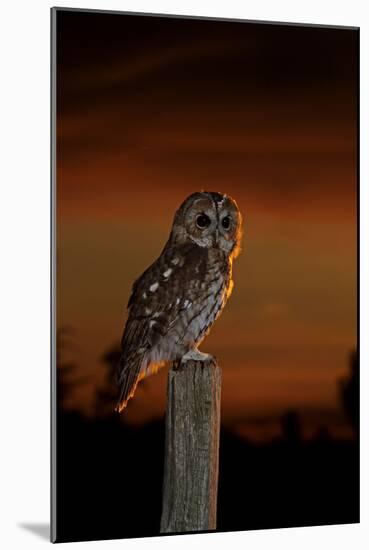 Tawny Owl on Post at Sunset-null-Mounted Photographic Print