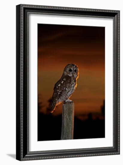 Tawny Owl on Post at Sunset-null-Framed Photographic Print