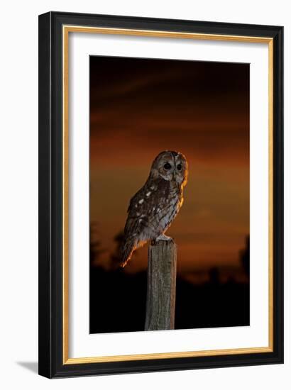 Tawny Owl on Post at Sunset-null-Framed Photographic Print