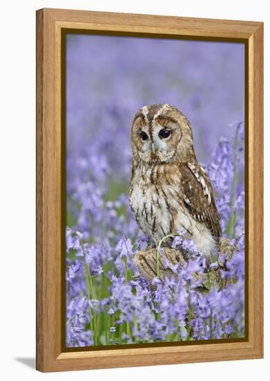 Tawny Owl on Tree Stump in Bluebell Wood-null-Framed Premier Image Canvas