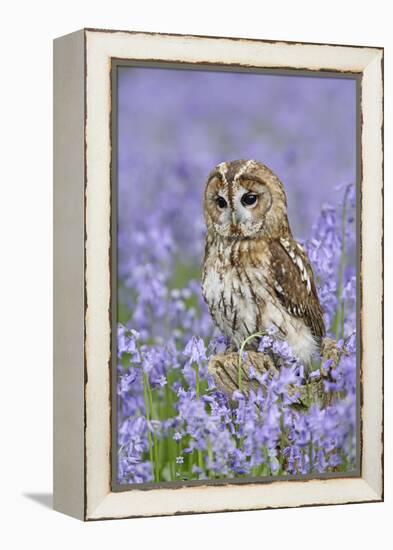 Tawny Owl on Tree Stump in Bluebell Wood-null-Framed Premier Image Canvas