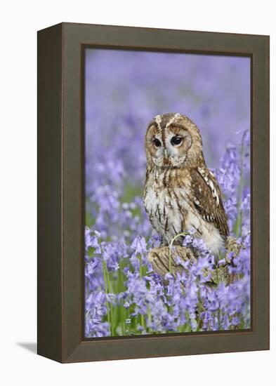 Tawny Owl on Tree Stump in Bluebell Wood-null-Framed Premier Image Canvas