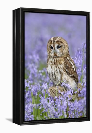 Tawny Owl on Tree Stump in Bluebell Wood-null-Framed Premier Image Canvas