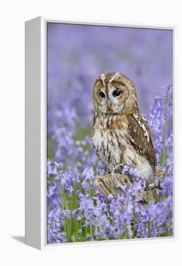 Tawny Owl on Tree Stump in Bluebell Wood-null-Framed Premier Image Canvas
