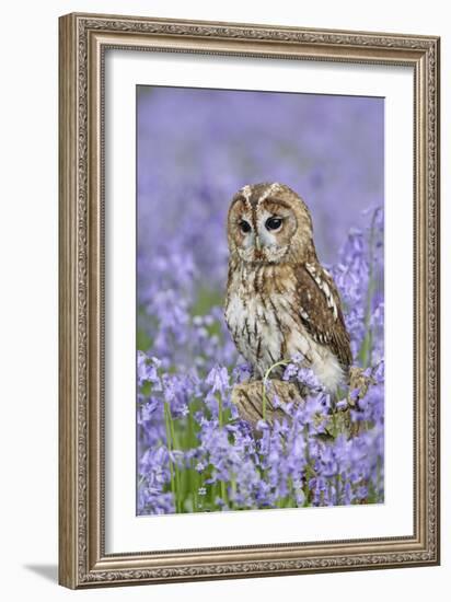 Tawny Owl on Tree Stump in Bluebell Wood-null-Framed Photographic Print