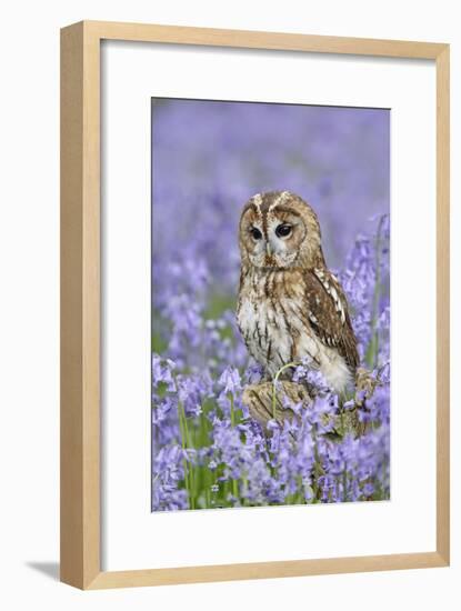 Tawny Owl on Tree Stump in Bluebell Wood-null-Framed Photographic Print