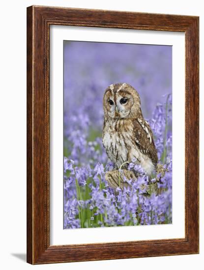 Tawny Owl on Tree Stump in Bluebell Wood-null-Framed Photographic Print