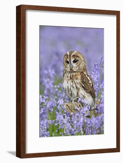 Tawny Owl on Tree Stump in Bluebell Wood-null-Framed Photographic Print