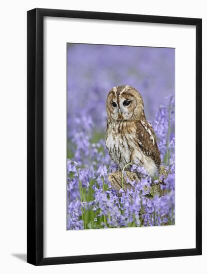 Tawny Owl on Tree Stump in Bluebell Wood-null-Framed Photographic Print