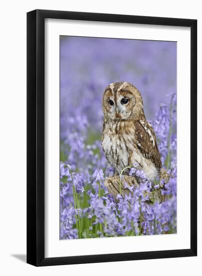 Tawny Owl on Tree Stump in Bluebell Wood-null-Framed Photographic Print