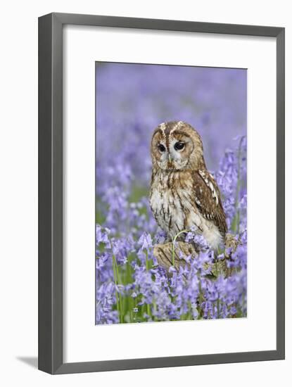 Tawny Owl on Tree Stump in Bluebell Wood-null-Framed Photographic Print