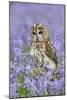 Tawny Owl on Tree Stump in Bluebell Wood-null-Mounted Photographic Print