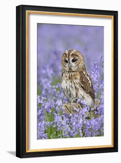 Tawny Owl on Tree Stump in Bluebell Wood-null-Framed Photographic Print