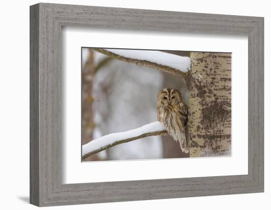 Tawny owl perched on branch, Finland-Jussi Murtosaari-Framed Photographic Print