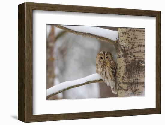 Tawny owl perched on branch, Finland-Jussi Murtosaari-Framed Photographic Print