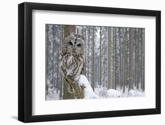 Tawny Owl Snow Covered in Snowfall during Winter, Snowy Forest in Background, Nature Habitat-Ondrej Prosicky-Framed Photographic Print