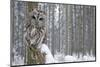 Tawny Owl Snow Covered in Snowfall during Winter, Snowy Forest in Background, Nature Habitat-Ondrej Prosicky-Mounted Photographic Print