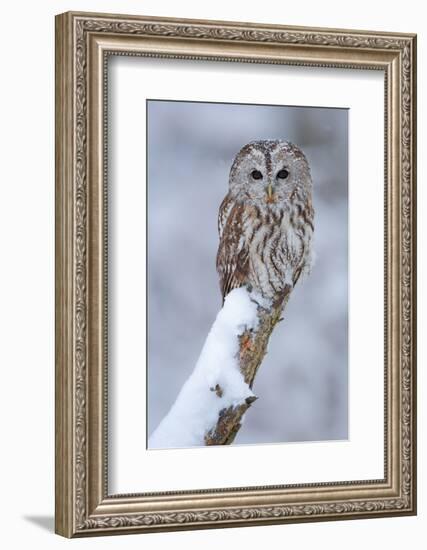 Tawny Owl Snow Covered in Snowfall during Winter. Wildlife Scene from Nature. Snow Cover Tree with-Ondrej Prosicky-Framed Photographic Print