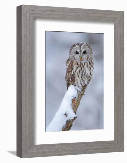 Tawny Owl Snow Covered in Snowfall during Winter. Wildlife Scene from Nature. Snow Cover Tree with-Ondrej Prosicky-Framed Photographic Print