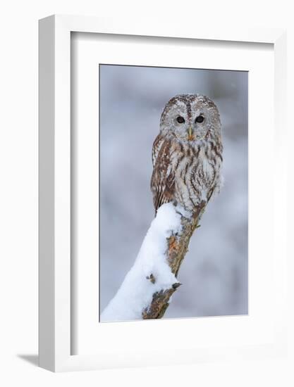 Tawny Owl Snow Covered in Snowfall during Winter. Wildlife Scene from Nature. Snow Cover Tree with-Ondrej Prosicky-Framed Photographic Print