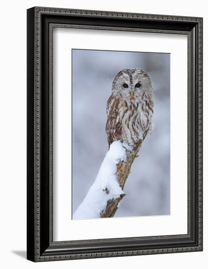Tawny Owl Snow Covered in Snowfall during Winter. Wildlife Scene from Nature. Snow Cover Tree with-Ondrej Prosicky-Framed Photographic Print