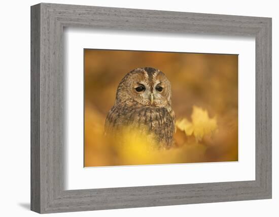 Tawny owl (Strix aluco), among autumn foliage, United Kingdom, Europe-Kyle Moore-Framed Photographic Print