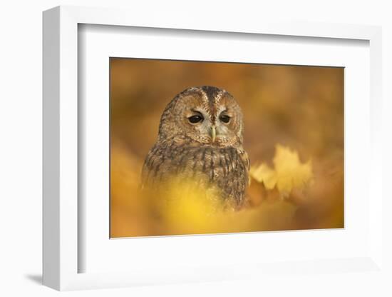 Tawny owl (Strix aluco), among autumn foliage, United Kingdom, Europe-Kyle Moore-Framed Photographic Print