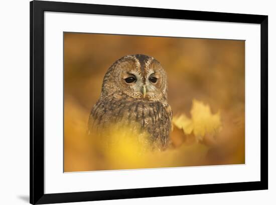 Tawny owl (Strix aluco), among autumn foliage, United Kingdom, Europe-Kyle Moore-Framed Photographic Print