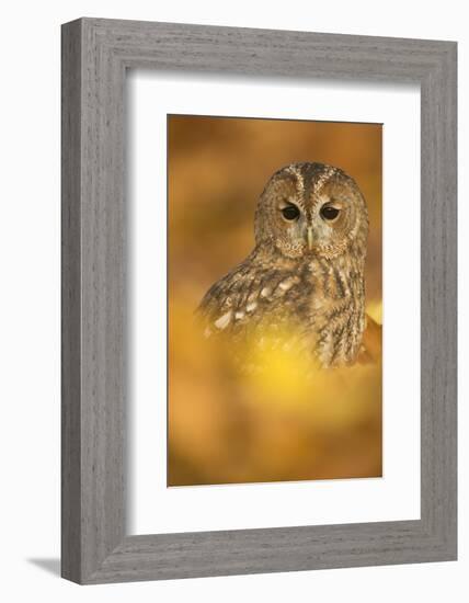 Tawny owl (Strix aluco), among autumn foliage, United Kingdom, Europe-Kyle Moore-Framed Photographic Print