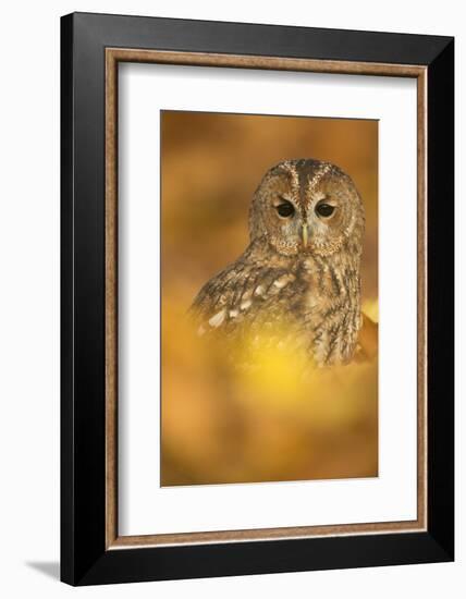 Tawny owl (Strix aluco), among autumn foliage, United Kingdom, Europe-Kyle Moore-Framed Photographic Print