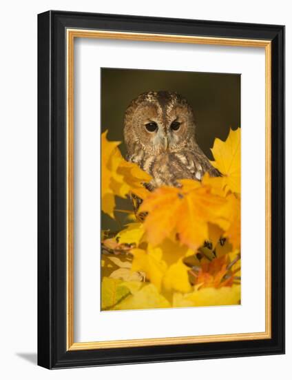 Tawny owl (Strix aluco), among autumn foliage, United Kingdom, Europe-Kyle Moore-Framed Photographic Print