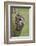 Tawny owl (Strix aluco), captive, Cumbria, England, United Kingdom, Europe-Ann and Steve Toon-Framed Photographic Print