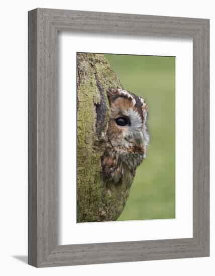 Tawny owl (Strix aluco), captive, Cumbria, England, United Kingdom, Europe-Ann and Steve Toon-Framed Photographic Print