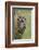 Tawny owl (Strix aluco), captive, Cumbria, England, United Kingdom, Europe-Ann and Steve Toon-Framed Photographic Print