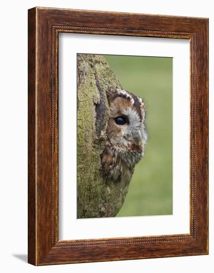 Tawny owl (Strix aluco), captive, Cumbria, England, United Kingdom, Europe-Ann and Steve Toon-Framed Photographic Print