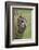 Tawny owl (Strix aluco), captive, Cumbria, England, United Kingdom, Europe-Ann and Steve Toon-Framed Photographic Print