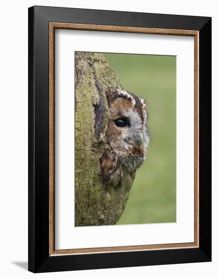 Tawny owl (Strix aluco), captive, Cumbria, England, United Kingdom, Europe-Ann and Steve Toon-Framed Photographic Print