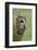 Tawny owl (Strix aluco), captive, Cumbria, England, United Kingdom, Europe-Ann and Steve Toon-Framed Photographic Print